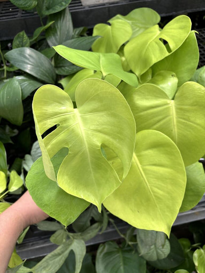 Monstera ‘Super Golden’