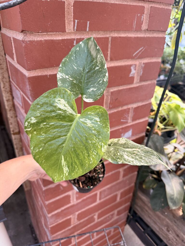Monstera White Monster