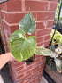 Monstera White Monster