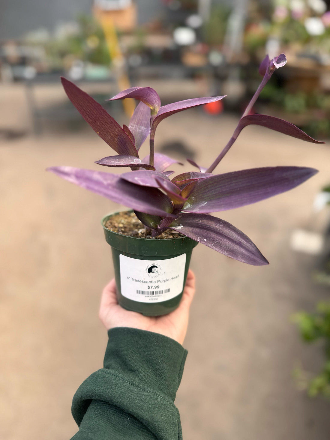 4" Tradescantia Purple Heart