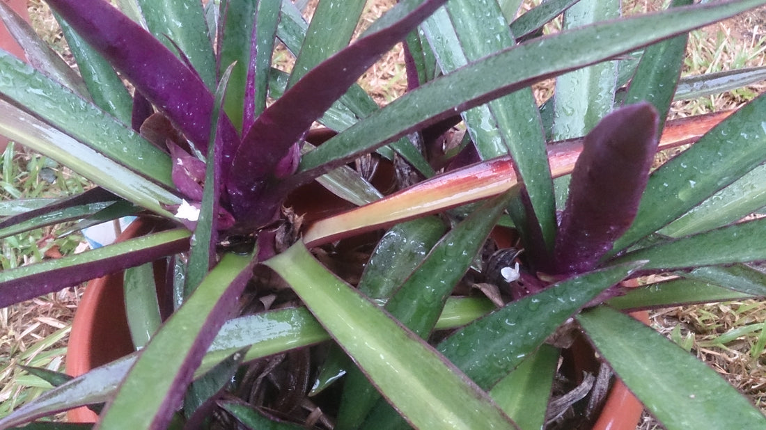 4" Rhoeo Discolor Oyster plant photo