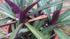 4" Rhoeo Discolor Oyster plant photo