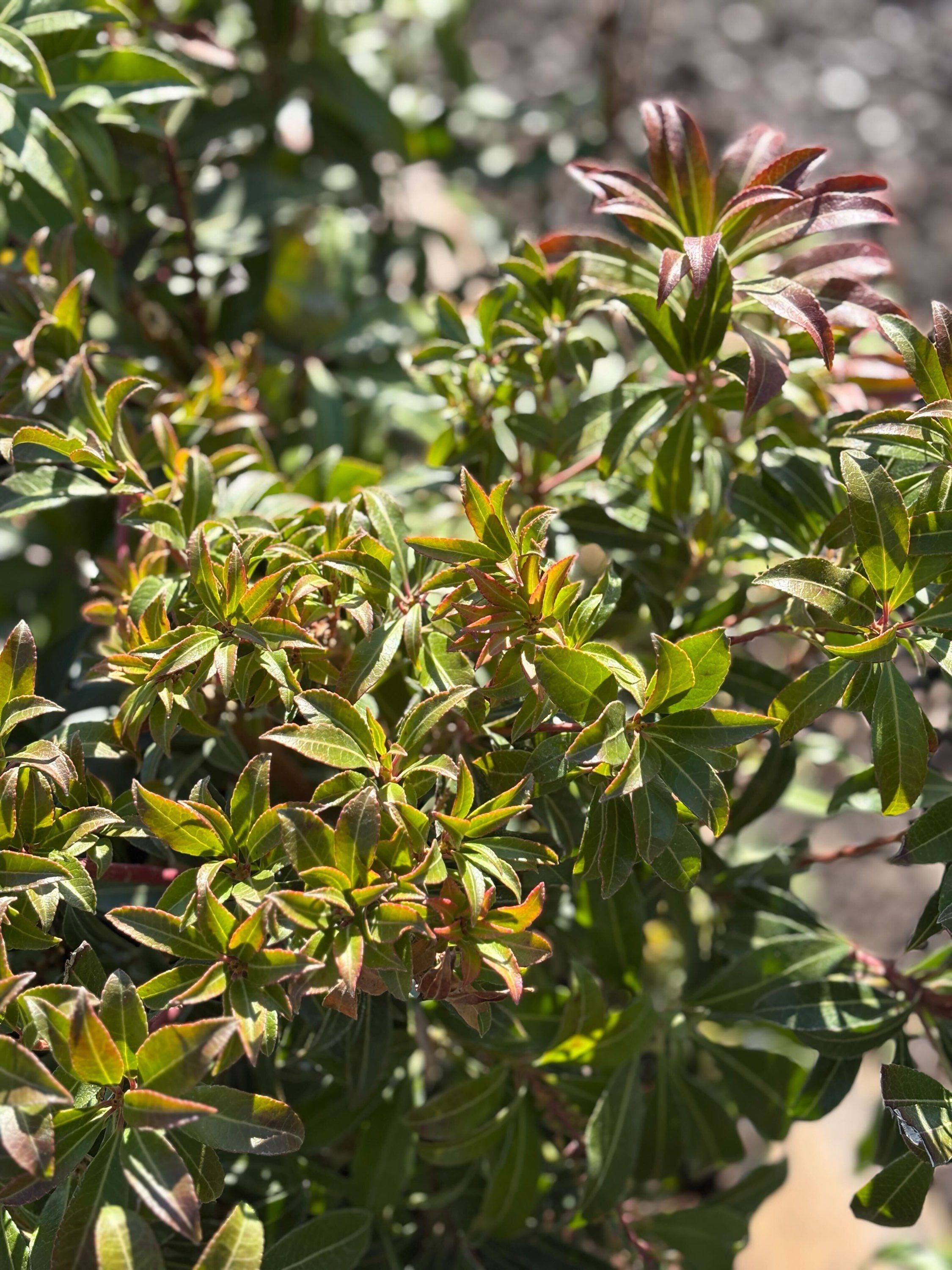 Pieris &