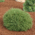 Arborvitae &
