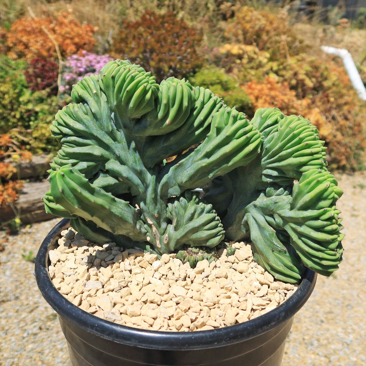6" Cactus Crested plant photo