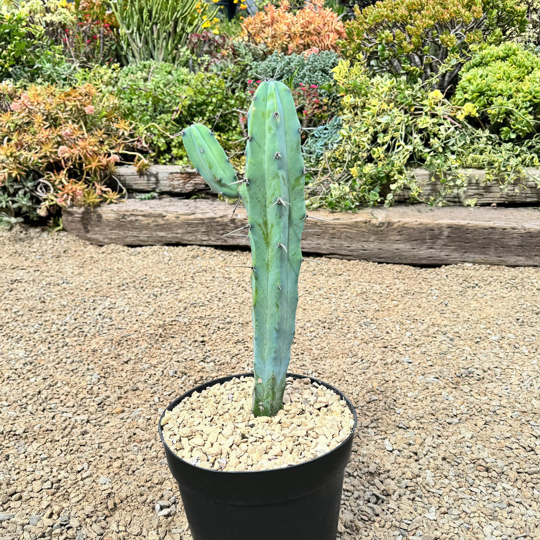 5gal Cactus Myrtillo geometricus plant photo