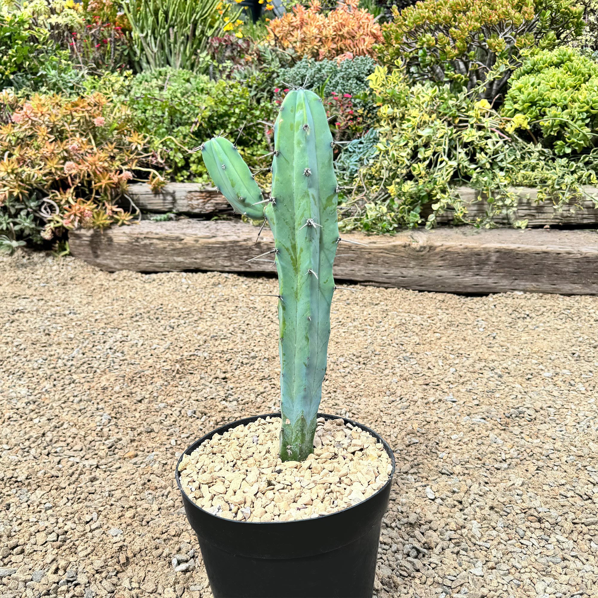 5gal Cactus Myrtillo geometricus plant photo