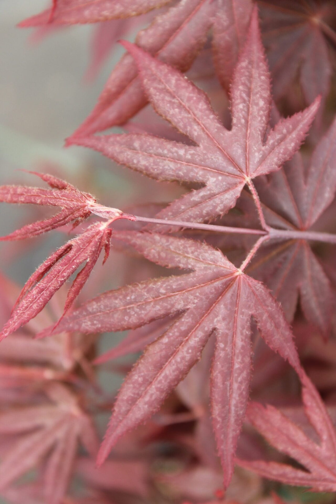 Japanese Maple &
