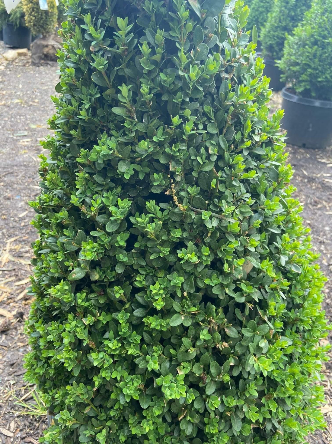Boxwood &