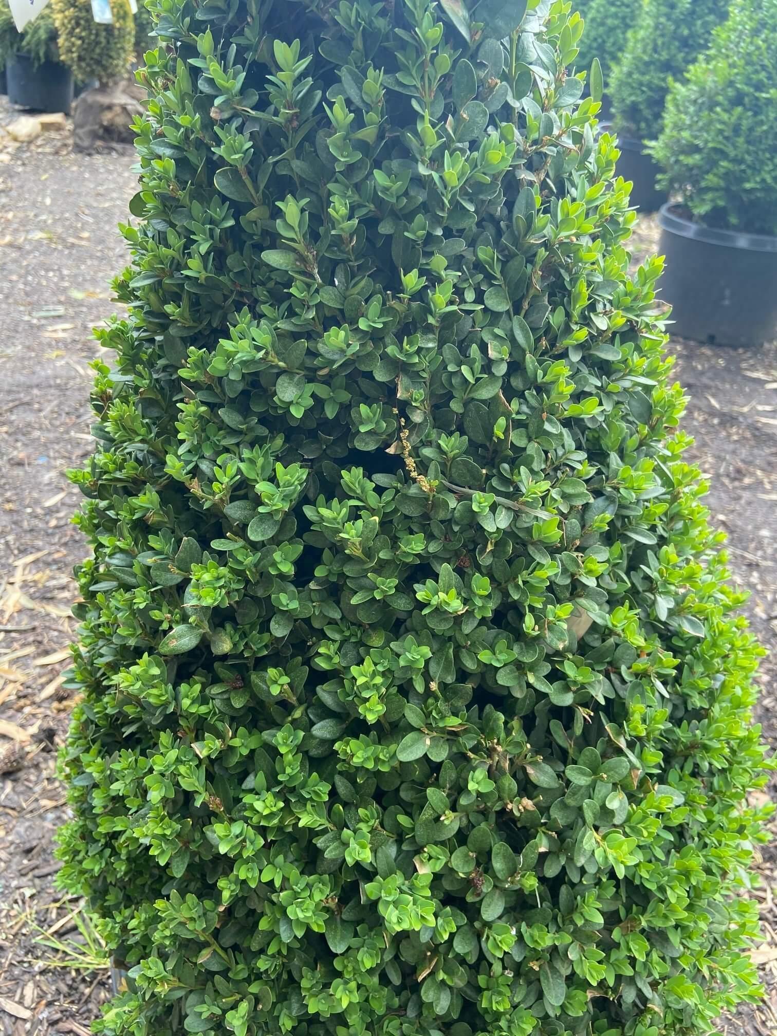 Boxwood &