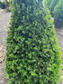 Boxwood &
