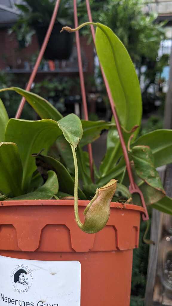 Nepenthes Gaya