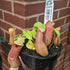 Nepenthes Ventricosa