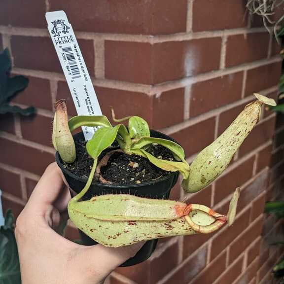 Nepenthes x Dyeriana