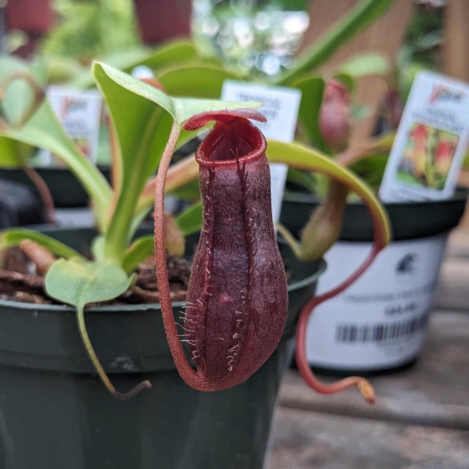 Nepenthes lowii x ventricosa