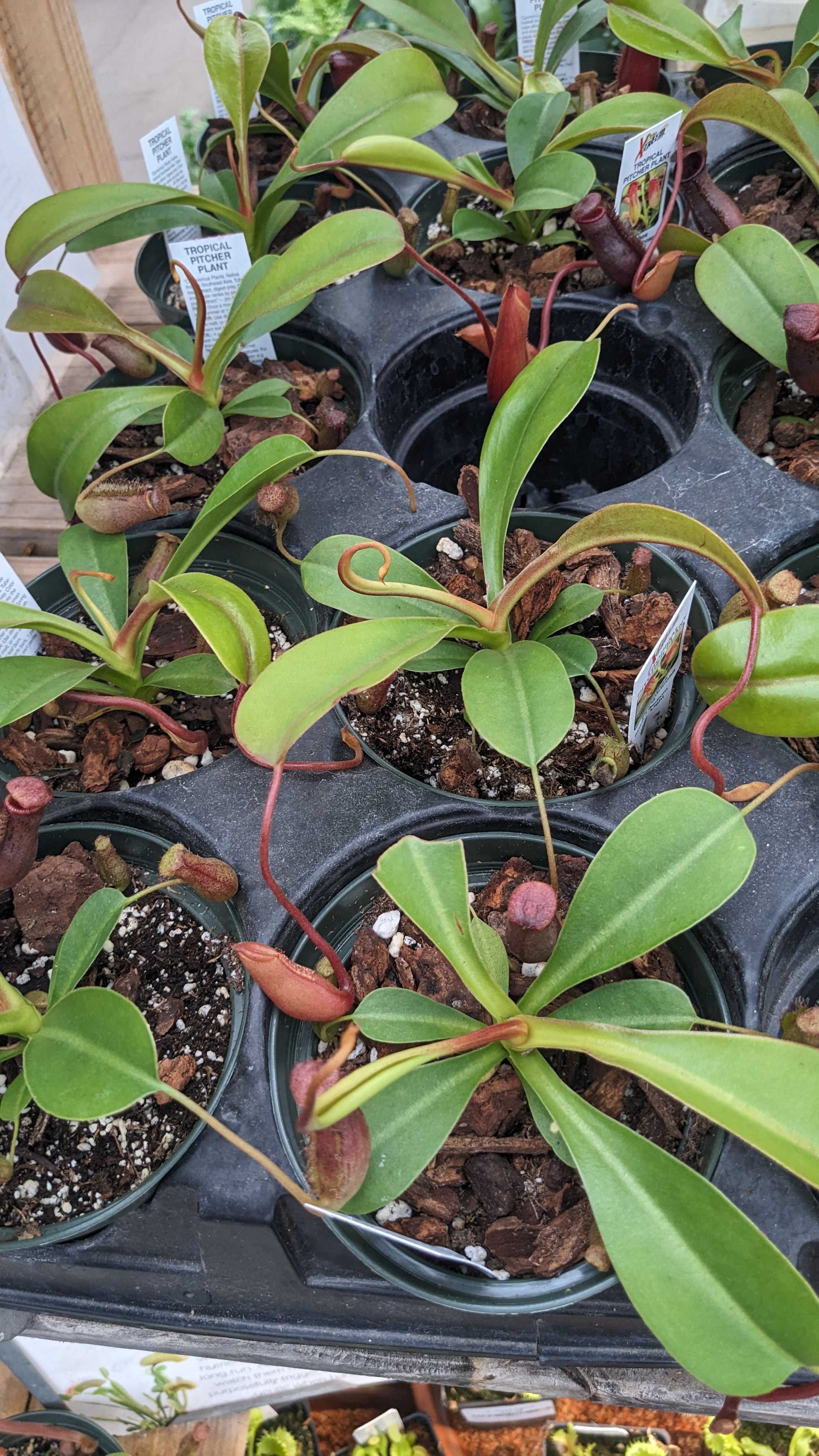 Nepenthes lowii x ventricosa