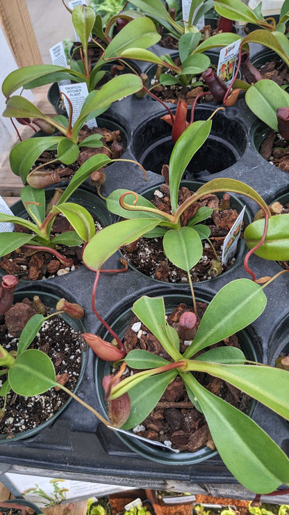 Nepenthes lowii x ventricosa