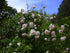 Rose &