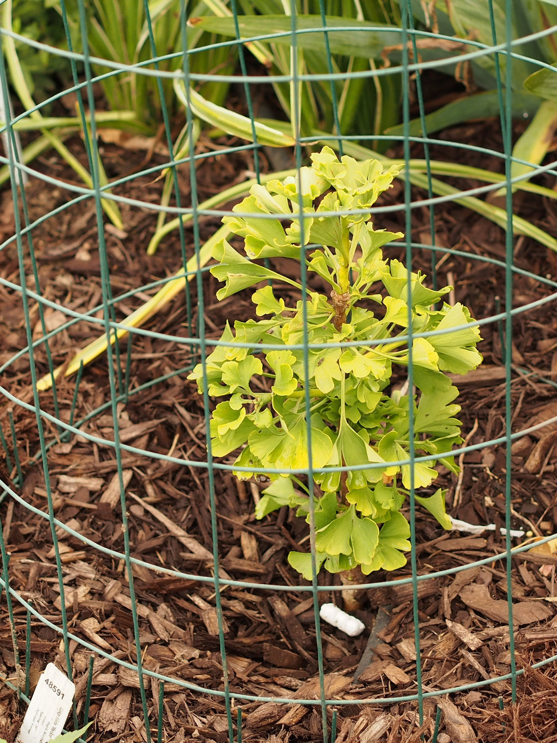 Ginkgo &