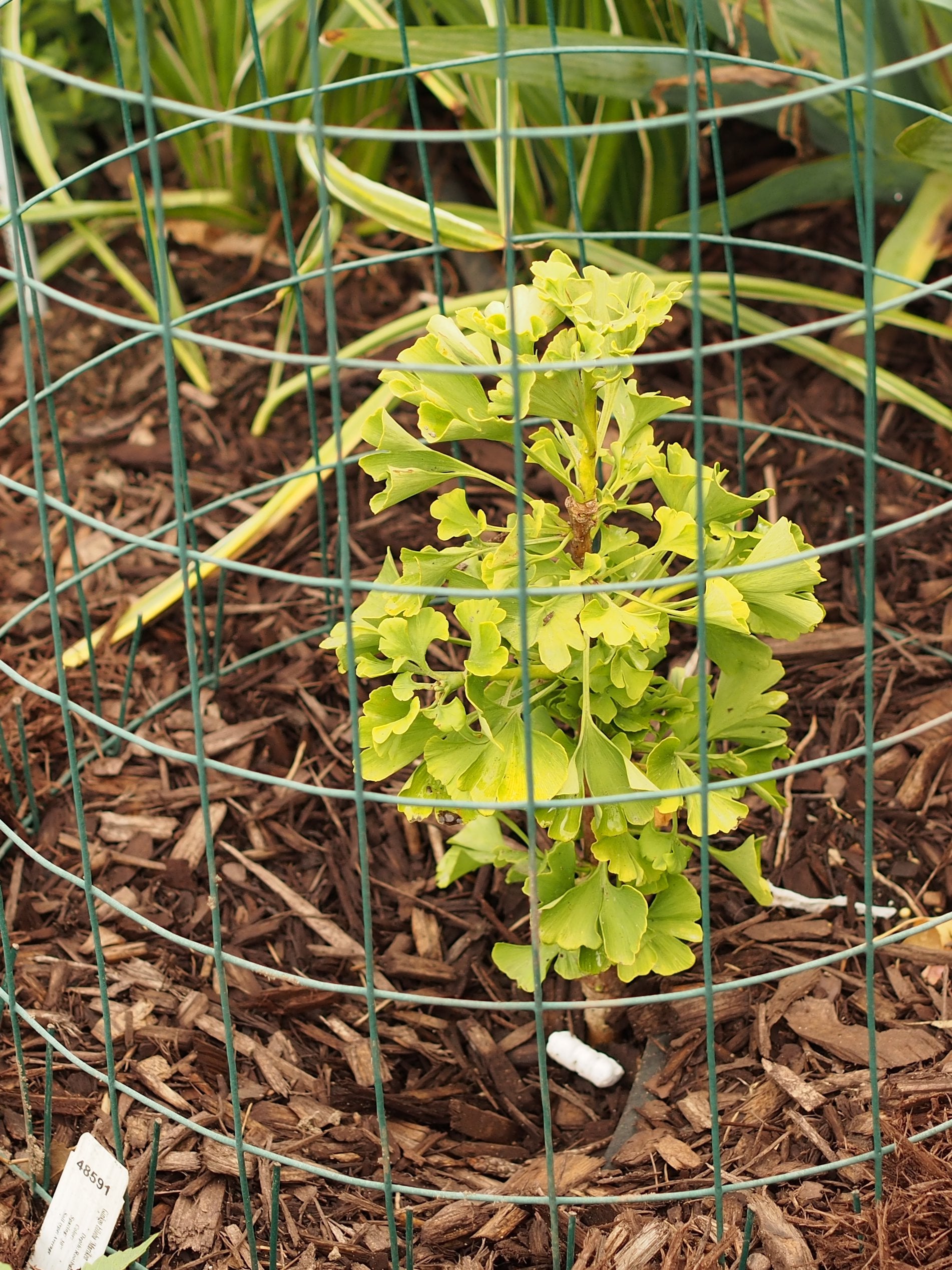 Ginkgo &
