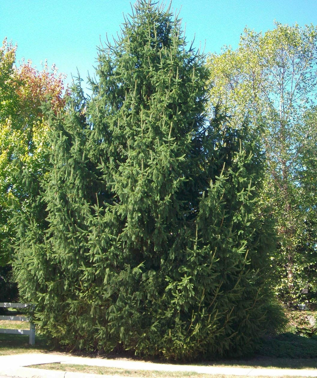 Spruce Norway 