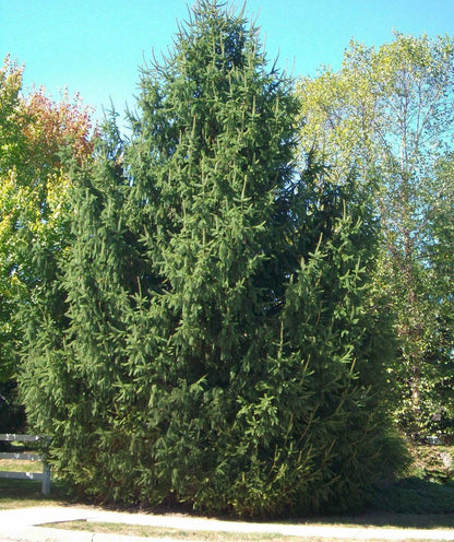 Spruce Norway 