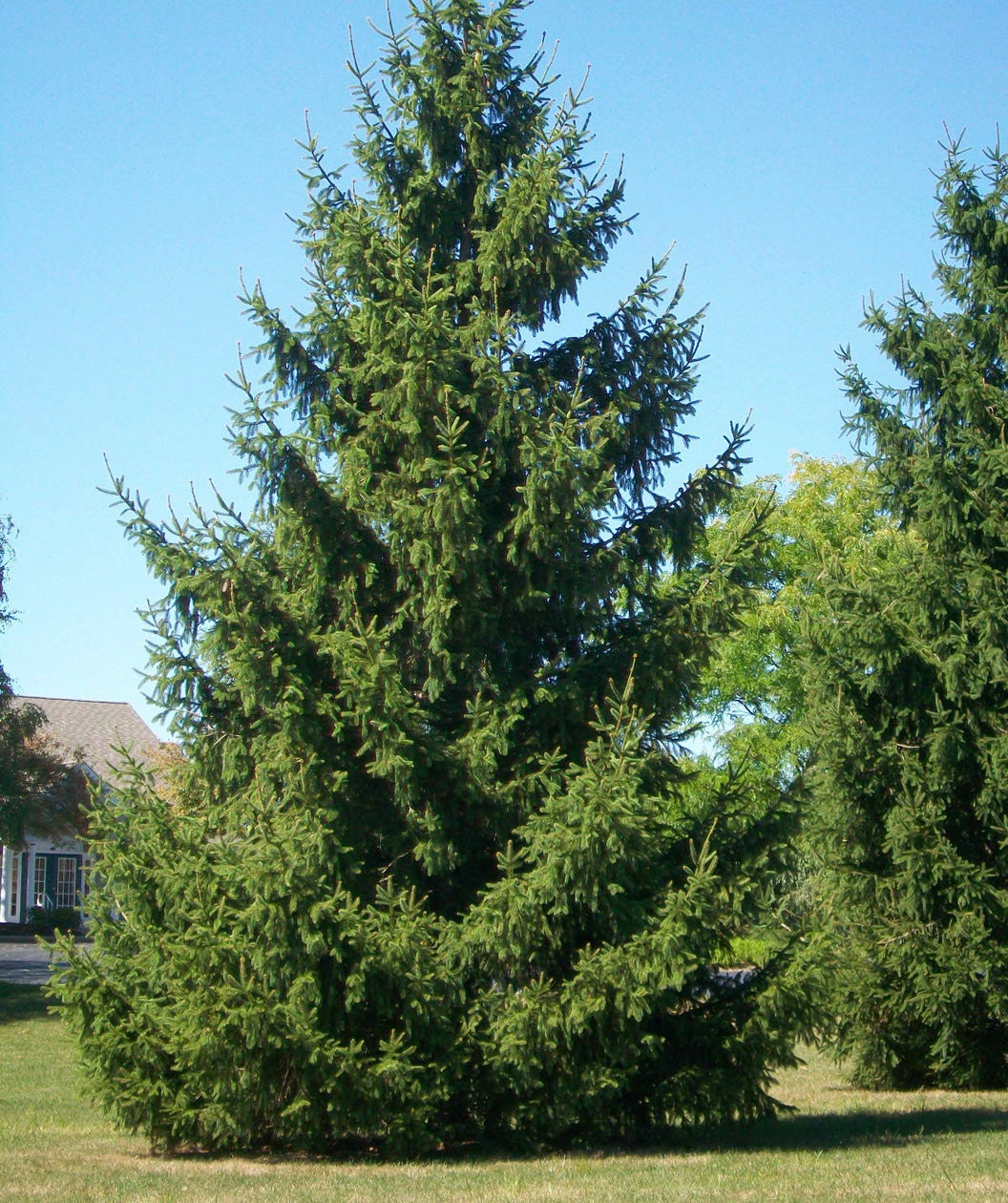 Spruce &