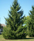 Spruce &