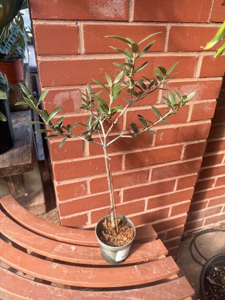 Olive Topiary