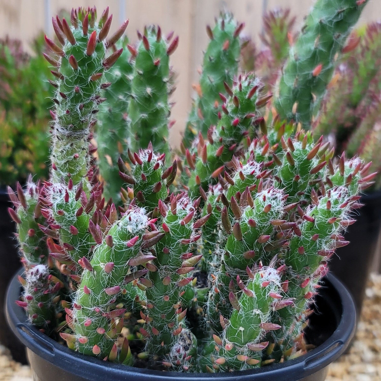 8" Opuntia Snow Pine plant photo