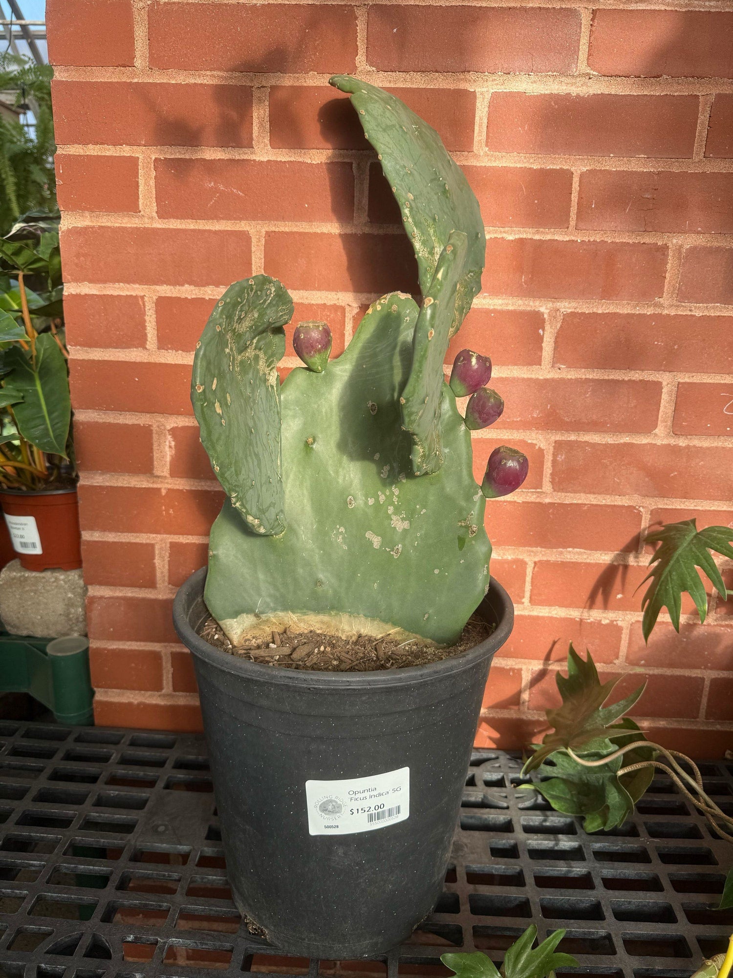 5gal Cactus Opuntia Ficus Indica