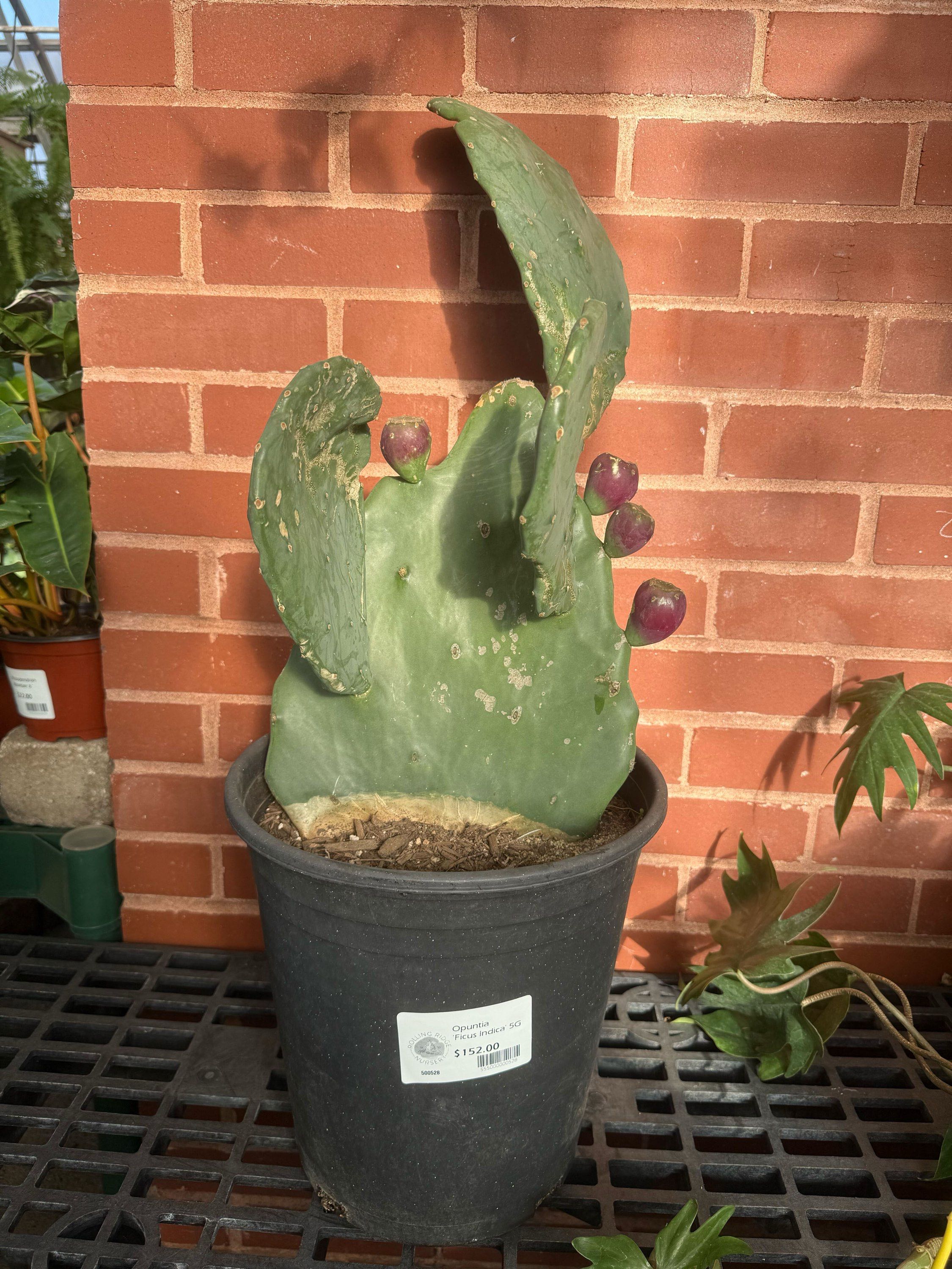 5gal Cactus Opuntia Ficus Indica