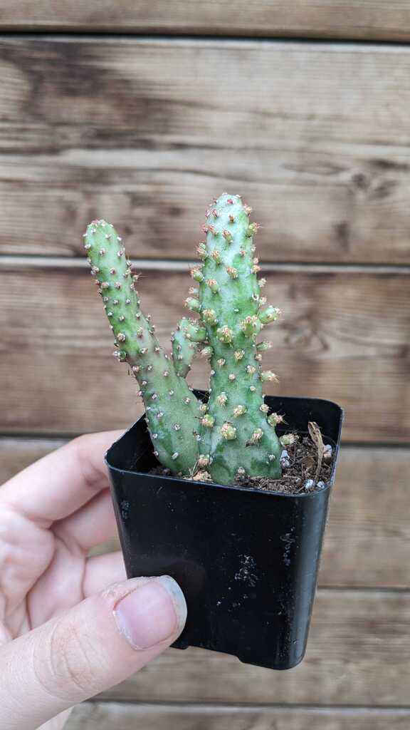 Opuntia Monacantha Varg