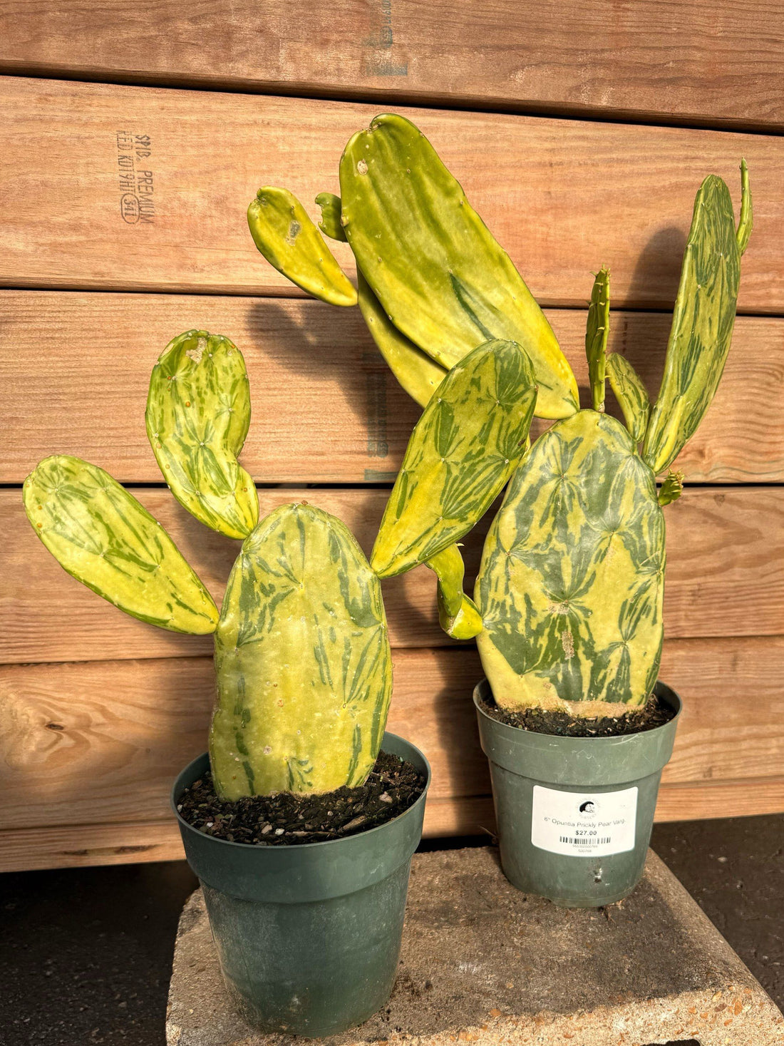 Opuntia Prickly Pear Variegated