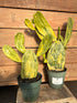 Opuntia Prickly Pear Variegated