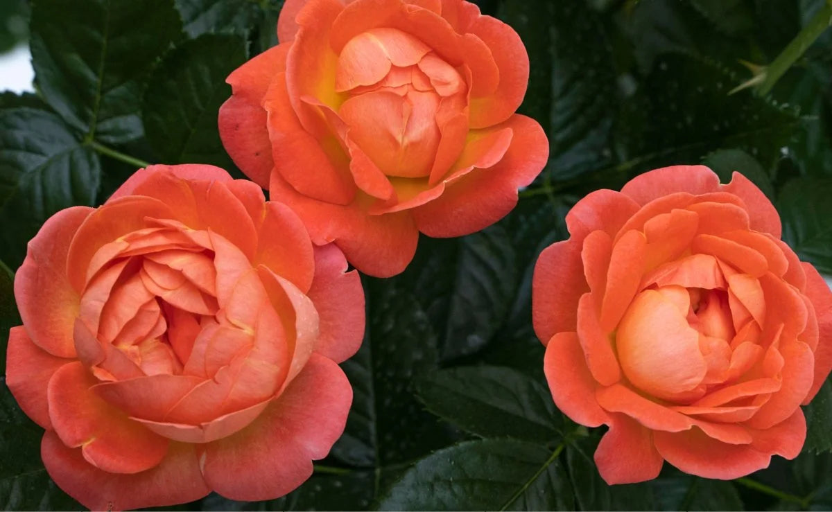 Rose &