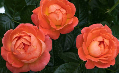 Rose &