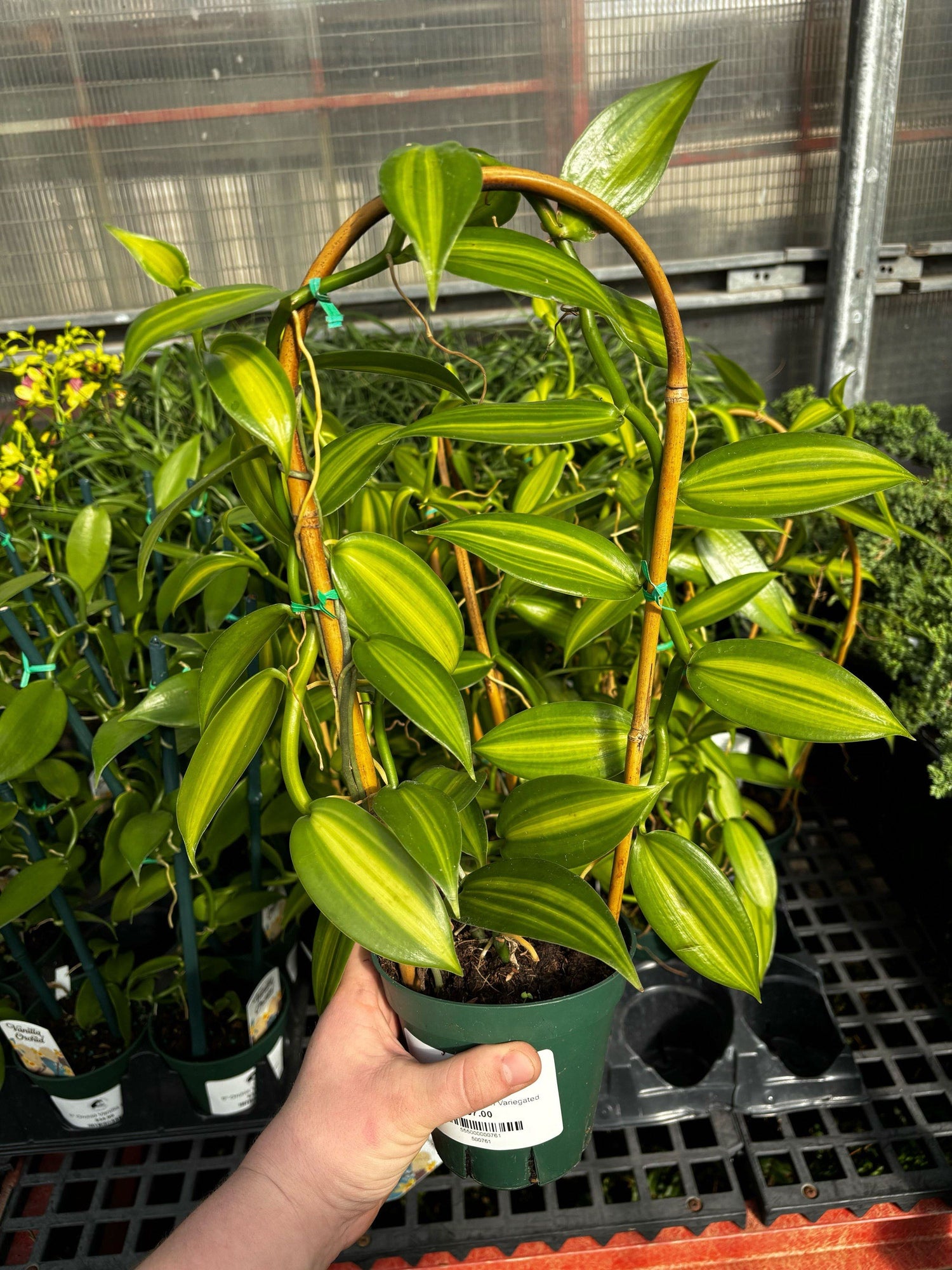 5" Orchid Vanilla Bean Variegated