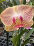 5" Orchid Phalaenopsis plant photo
