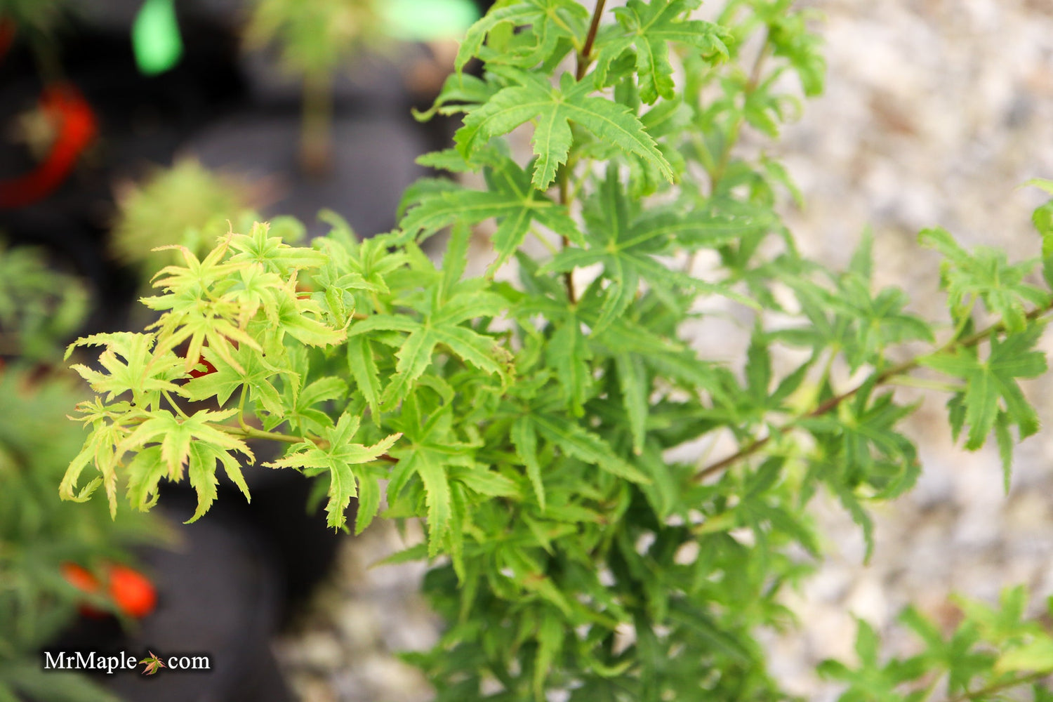 Japanese Maple &