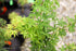 Japanese Maple &
