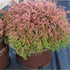 Arborvitae &