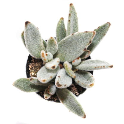 4" Kalanchoe plant photo