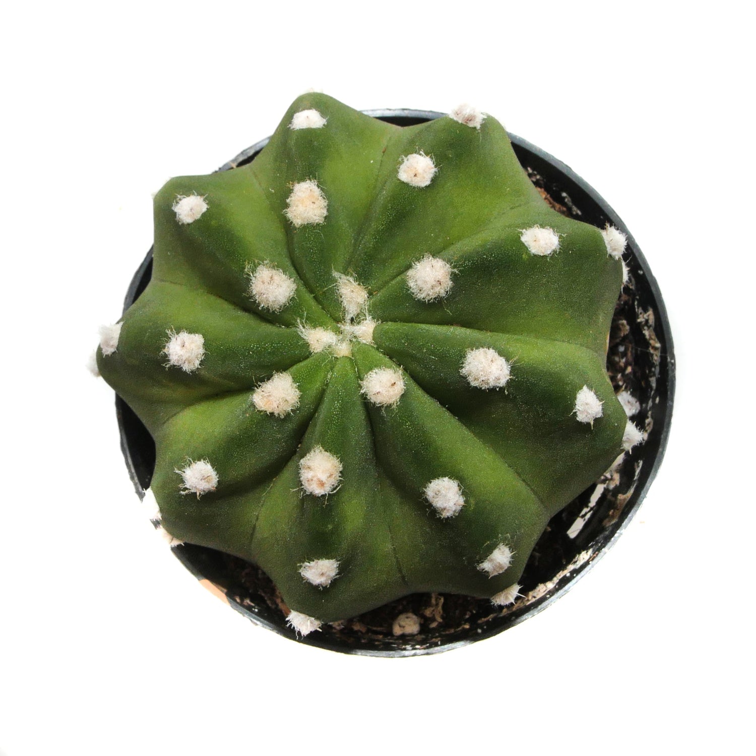 4" Cactus Domino plant photo