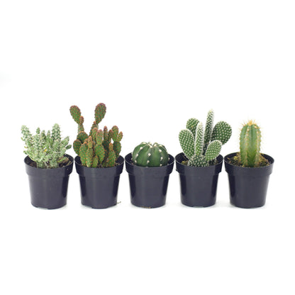 2" Cactus plant photo
