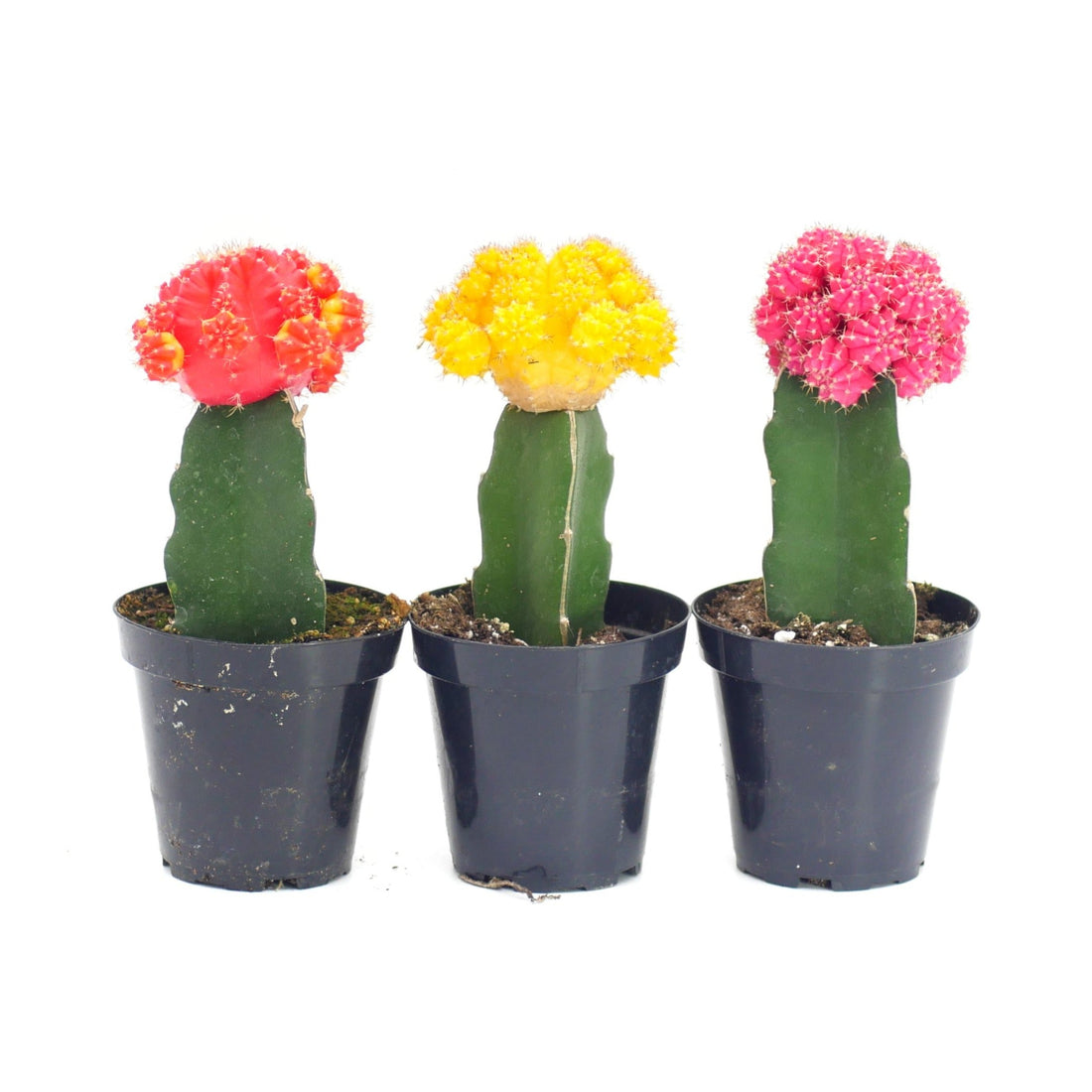 2" Cactus Grafted plant photo