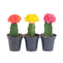 2" Cactus Grafted plant photo