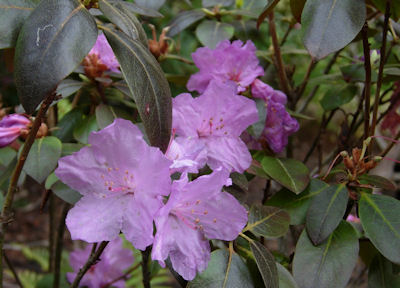 Rhododendron &