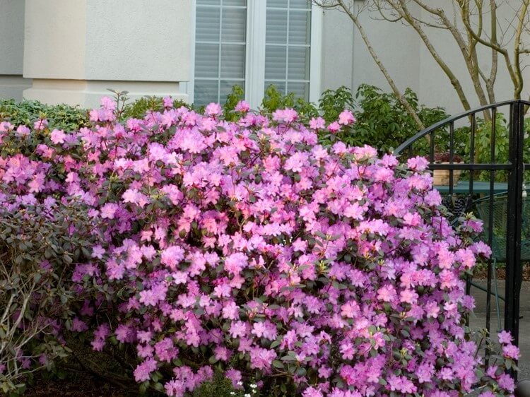 Rhododendron &