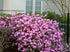 Rhododendron &